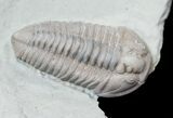 Two Flexicalymene Trilobites From Ohio #15572-2